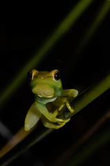 Hyperolius microps