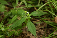 Yeatesia viridiflora