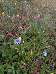 Cichorium intybus