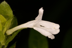 Yeatesia viridiflora
