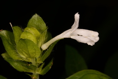 Yeatesia viridiflora