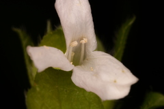 Yeatesia viridiflora