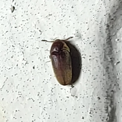 Trixagus chevrolati
