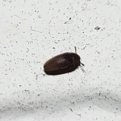 Trixagus chevrolati