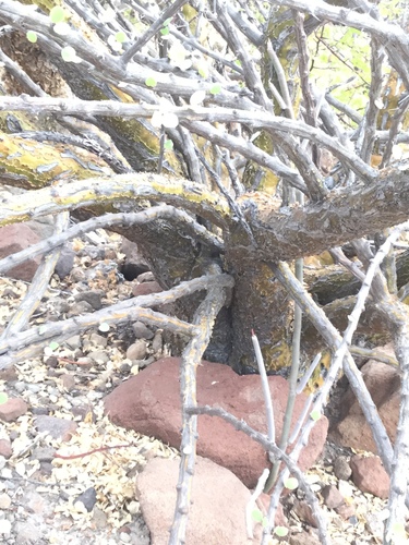 Image of Fouquieria burragei by (c) Erick Vélez Sánchez, some rights reserved (CC BY)