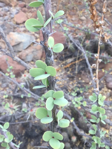 Image of Fouquieria burragei by (c) Erick Vélez Sánchez, some rights reserved (CC BY)