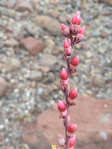 Image of Fouquieria burragei by (c) Erick Vélez Sánchez, some rights reserved (CC BY)