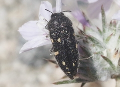 Acmaeodera verityi