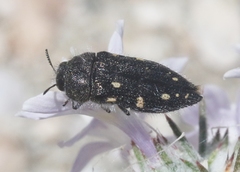 Acmaeodera verityi