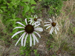 Echinacea sanguinea