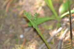 Botrychium michiganense
