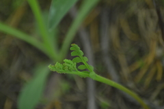 Botrychium michiganense