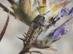 Anambodera