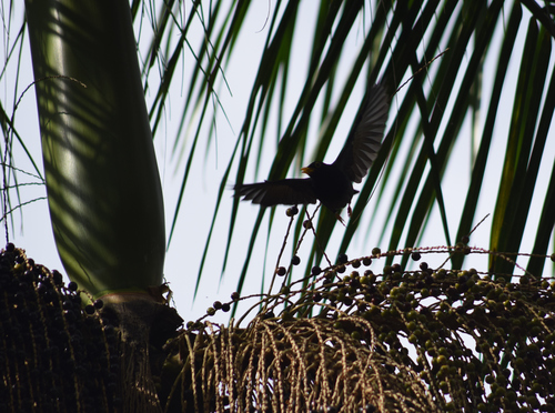 Yellow-legged Thrush (Turdus flavipes), photo 9