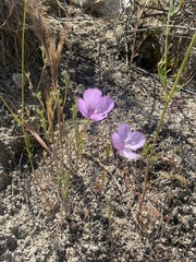 Clarkia dudleyana