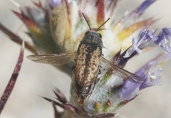 Anambodera