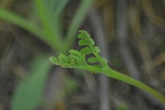 Botrychium michiganense