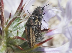 Anambodera
