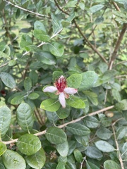 Feijoa