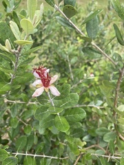 Feijoa