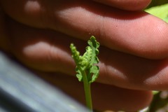 Botrychium michiganense