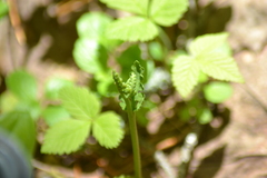 Botrychium michiganense