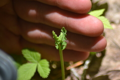 Botrychium michiganense