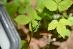 Botrychium michiganense