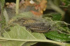 Yponomeuta malinellus