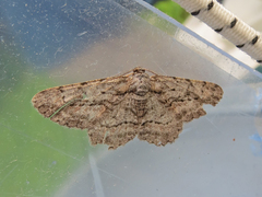 Iridopsis vellivolata
