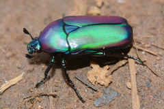 Chlorocala africana oertzeni