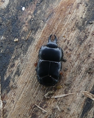 Hololepta aequalis
