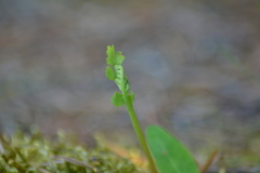 Botrychium michiganense