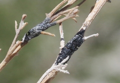 Asteromyia gutierreziae