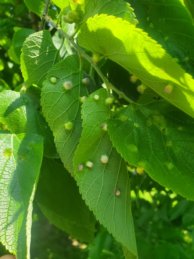 Hackberry Nipplegall Psyllid from Patterson Park, Baltimore, MD, USA on ...