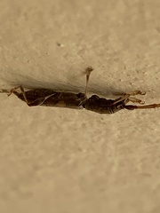 Neocompsa textilis