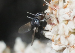 Leucostoma
