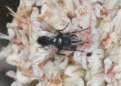 Leucostoma
