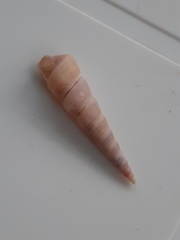 Turritellinella tricarinata