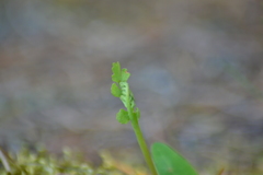 Botrychium michiganense