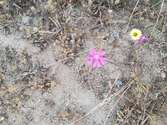 Silene scabriflora