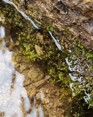 Hyocomium armoricum
