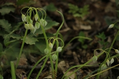 Allium pendulinum