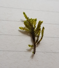 Hyocomium armoricum