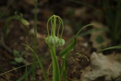Allium pendulinum