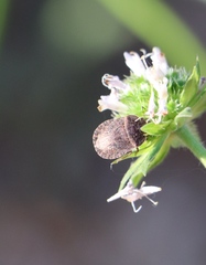 Sciocoris macrocephalus