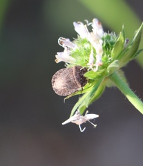 Sciocoris macrocephalus