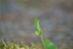 Botrychium michiganense