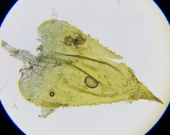 Hyocomium armoricum