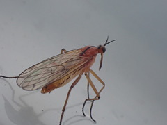 Empis stercorea